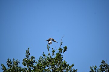 Bird flying above trees 