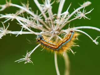 A furry, brightly-coloured Lackey Moth Caterpillar clambers over the dried skeleton of a cow parsley flower head in search of food.