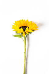 sunflower white background
