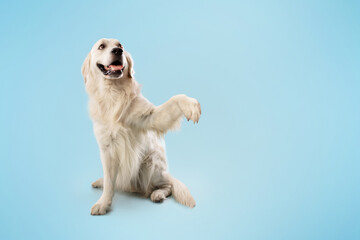 Adorable smart golden retriever dog smiling and giving a high five, sitting isolated over blue background, copy space