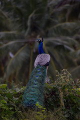 Naklejka premium A peacock is sitting on a stone