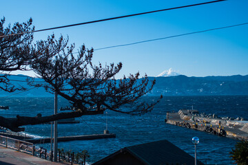 富士山と松の木