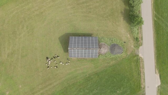 Sheep graze on a field near a barn with solar panels