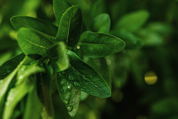 Water drops on a green leaf after rain, freshness and purity of nature