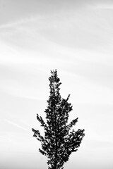 tree in the sky black and white