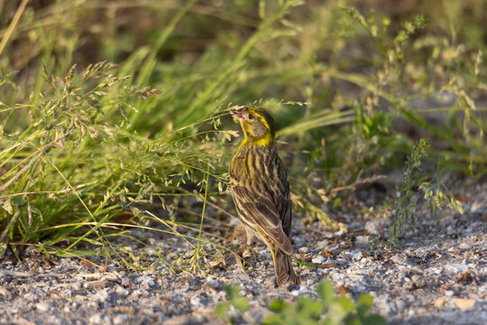 European Serin