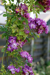 Blossoming bush close up photo. Garden rose flowers. 