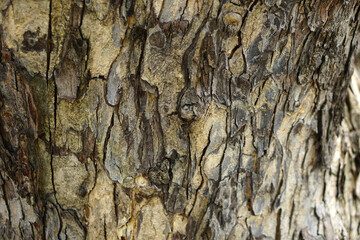 The bark background has cracks from aging.