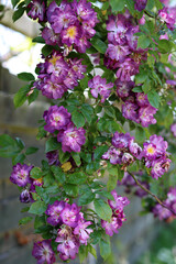 Blossoming bush close up photo. Garden rose flowers. 