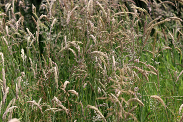 Dry grass texture. Agricultural field close up photo. Natural abstract background. 