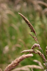 Dry grass close up photo. Minimalistic scenery. 