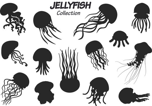 jellyfish silhouette collection