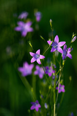 flower in grass