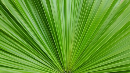 Close up of a saw palmetto frond.