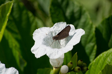 Butterfly of the Hesperiidae family (skippers) in the city of Rio de Janeiro.