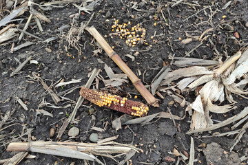 Remains of corn in field, after harvesting