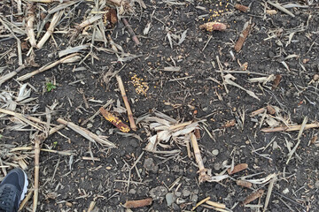 Remains of corn in field, after harvesting