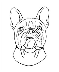 Cute french bulldog vector drawing. Isolated illustration with the sweet dog. Bulldog head.