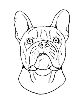 Cute french bulldog drawing. Isolated illustration with the sweet dog. Bulldog head.