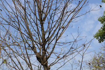 branches against blue sky