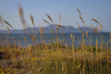 Fototapeta premium reed in the wind