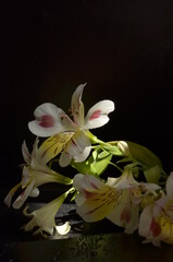 Summer flowers on a black background with dew