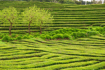 Three young green trees stand among horizontal and diagonal rows of green tea bushes