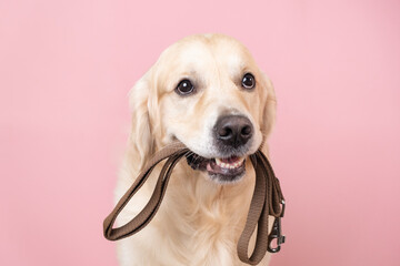 A dog waiting for a walk. Golden Retriever sitting on a pink background with a leash in his teeth - obrazy, fototapety, plakaty