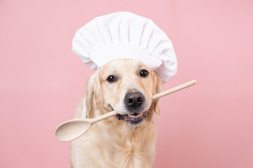 Dog in a chef's hat and with a spatula in his mouth on a pink background. Golden Retriever in chef costume for restaurant, cafe or banner