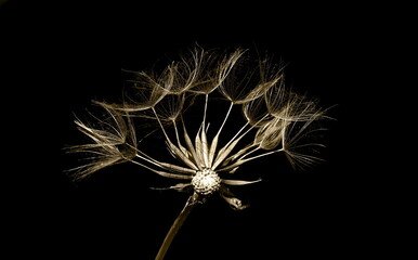 dandelion seeds on black,Pusteblume