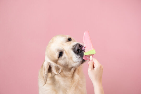 Golden Retriever eating ice cream on a pink background. A dog licking fruit ice in the summertime