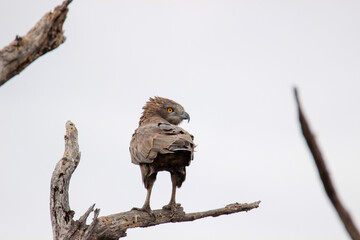 Brown Snake-Eagle, Kruger National Park, South Africa