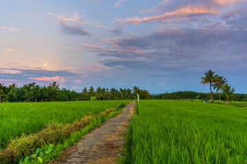 Panoramic view of green rice fields and strawberry moon in june in the morning sun