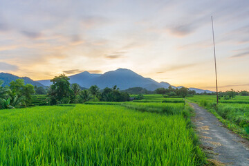 Panorama of mountains and rice fields in the morning sun