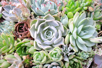 色彩鮮やかな多肉植物の寄植え