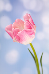 Pink tulip on a blue background. Close-up, selective focus. Greeting card for Valentine's day, mother's day, international women's day.