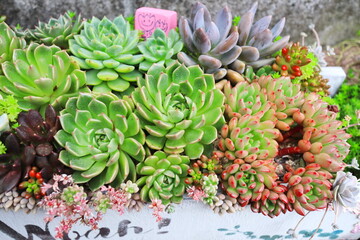 色彩鮮やかな多肉植物の寄植え