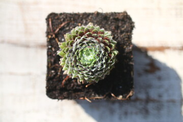  Sempervivum arachnoideum rojnik succulent rubrum