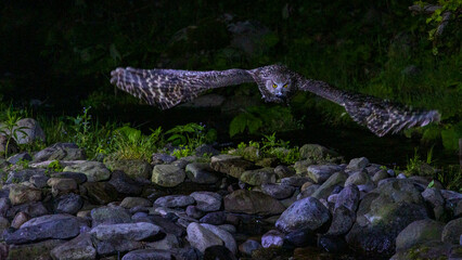 飛んでいるシマフクロウ　野生　知床