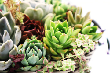 色彩鮮やかな多肉植物の寄植え