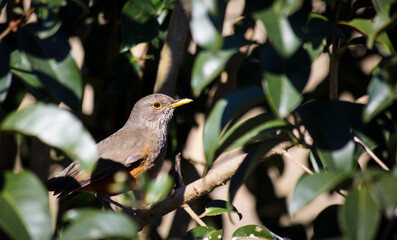 Rufous-bellied Bird Thrush in tree foliage. (Turdus rufiventris)