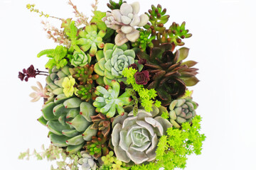 色彩鮮やかな多肉植物の寄植え