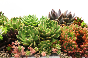 Fototapeta premium 色彩鮮やかな多肉植物の寄植え