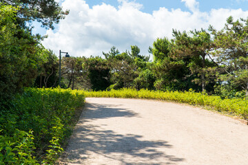 Ataturk kent ormani in Istanbul. Ataturk City Forest. Green spaces in Istanbul city. Green parks or recreational areas in city.