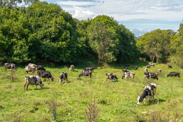 herd of cows eating grass in a field
