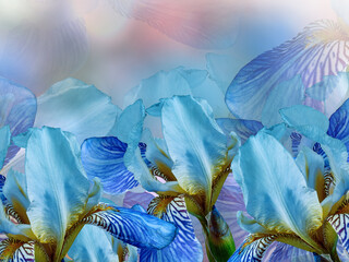 Flowers blue irises. Floral  spring  background. Close-up. Nature.