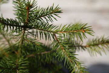 Fototapeta na wymiar choinka ŚWIERK Picea abies drzewko bożonarodzeniowe