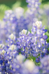 Obraz premium Texas bluebonnets macro