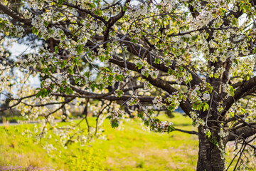 a beautiful spring shrub with small delicate delicate white flowers