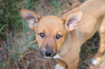 Cute red mix breed puppy in grass. Outbred dog in summer forest